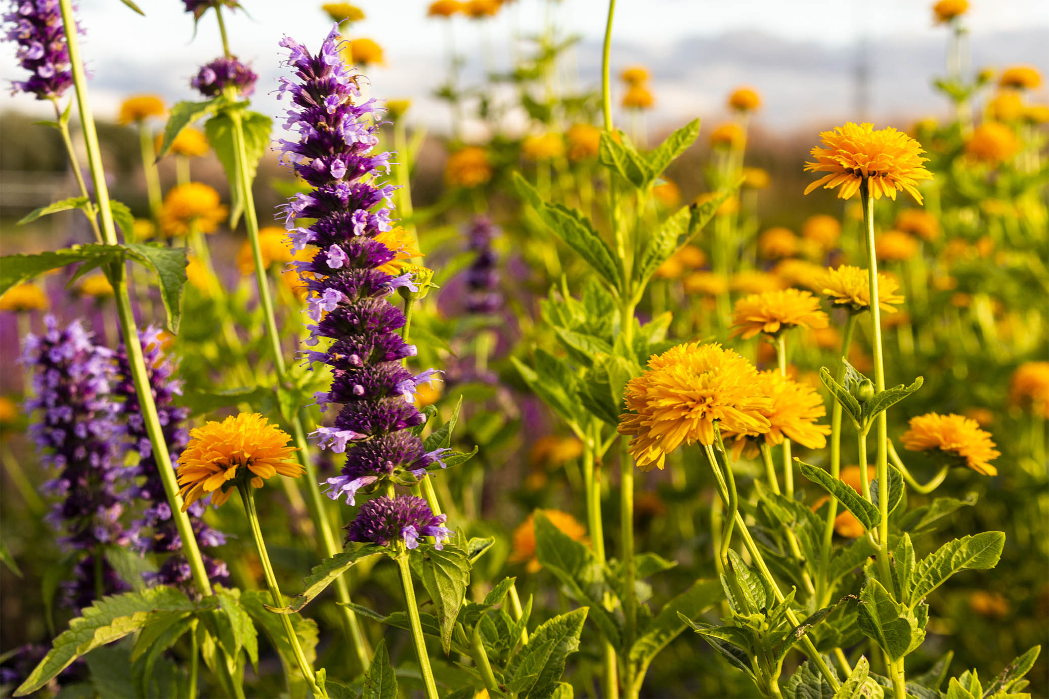 Agastache mit violetten Blüten