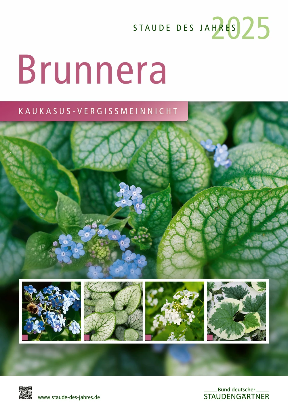 Staude des Jahres 2025: Kaukasus-Vergissmeinnicht (Brunnera)