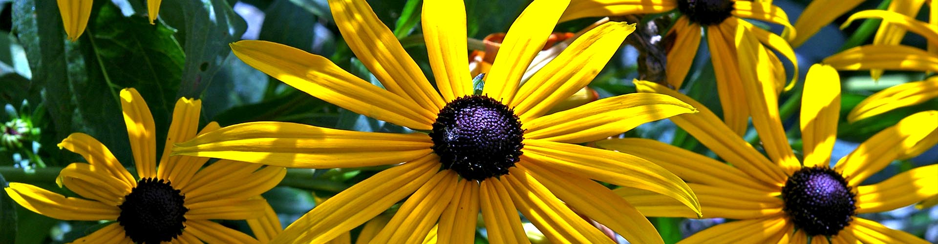 Mehrere gelbe Sonnenhut-Blumen