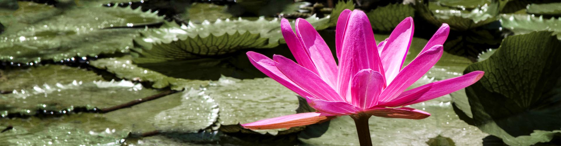 Pinkfarbene Seerose auf einem Teich