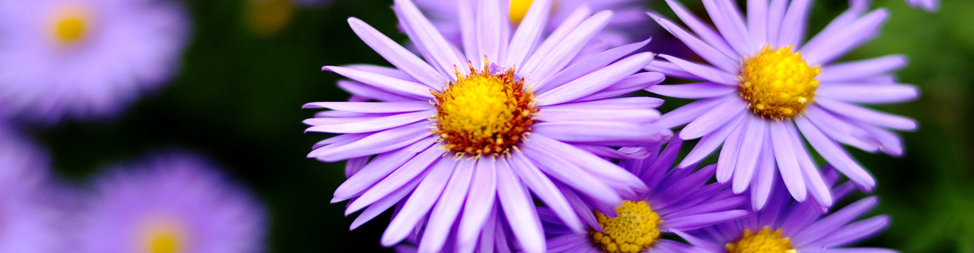 Lila Asternblüten mit gelber Mitte im Vordergrund