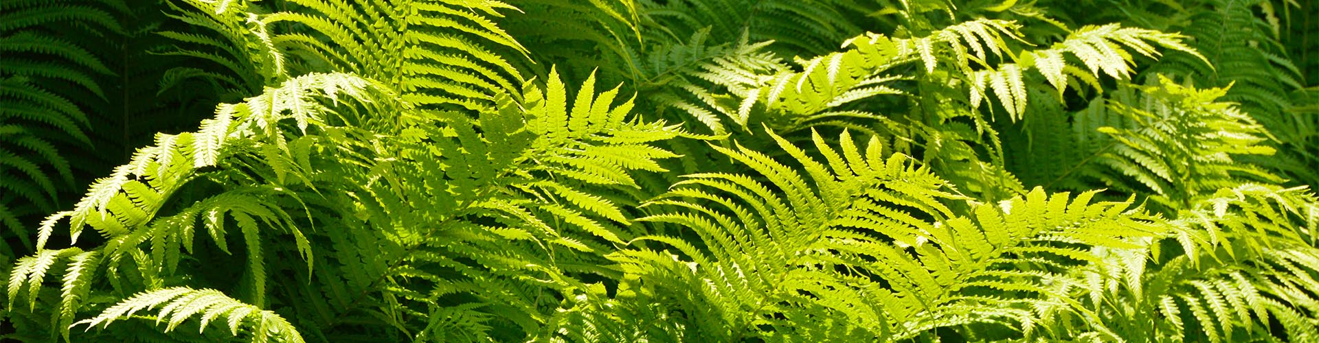 Leuchtend grüne Farnblätter im Sonnenlicht